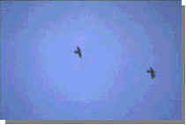 wpeC.jpg (3144 byte)